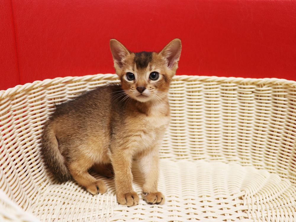 アビシニアンの子猫画像