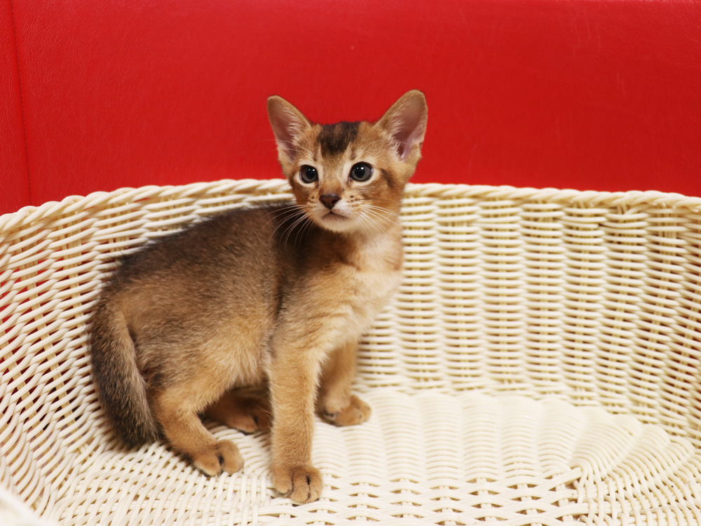 アビシニアンの子猫画像