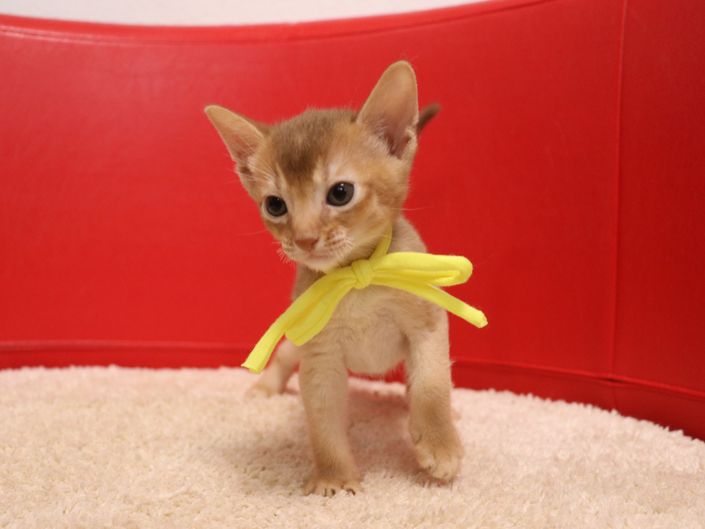 アビシニアンの子猫画像
