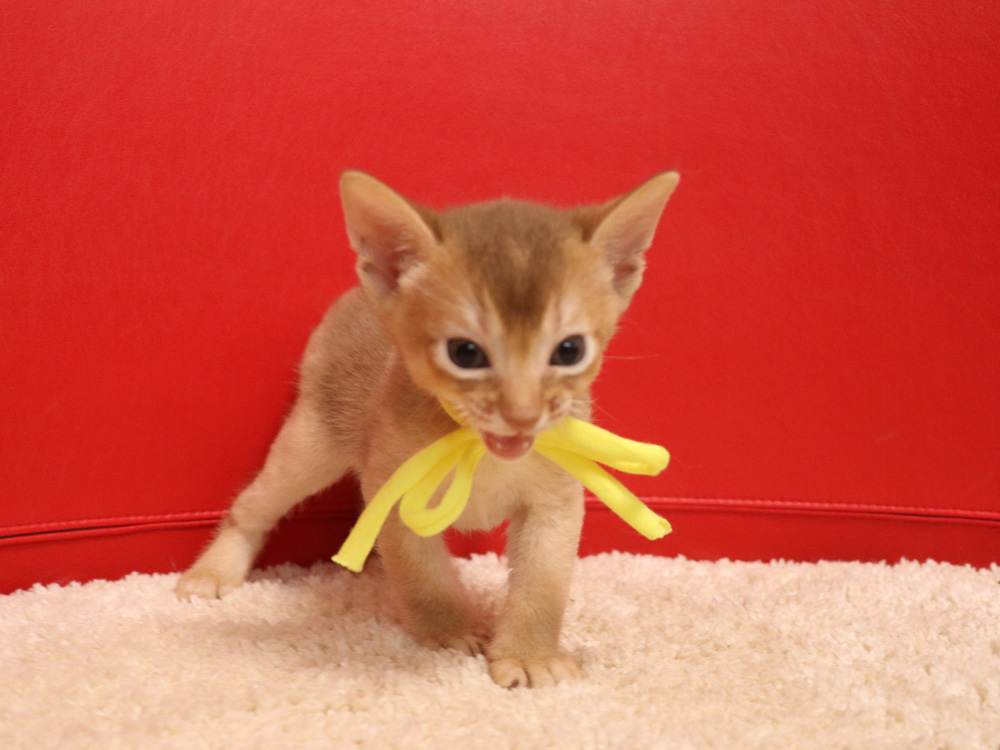 アビシニアンの子猫画像