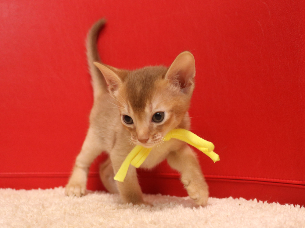 アビシニアンの子猫画像