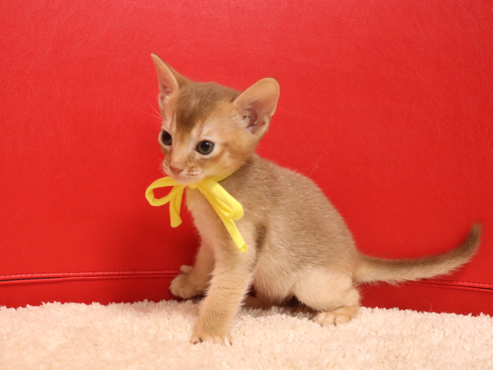 アビシニアンの子猫画像