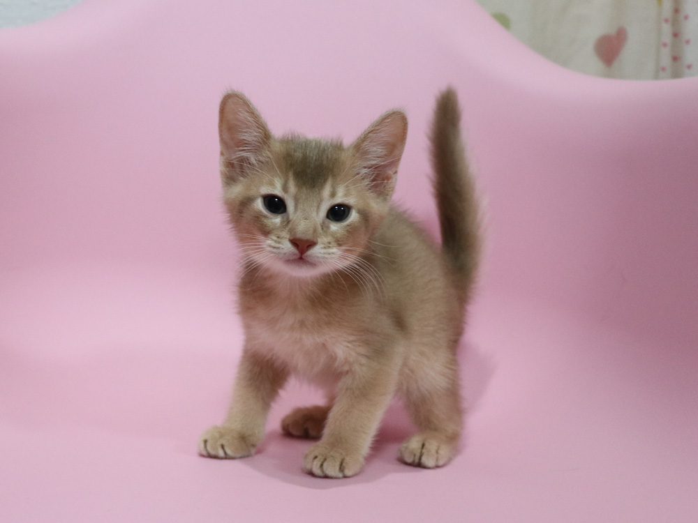 アビシニアンの子猫画像