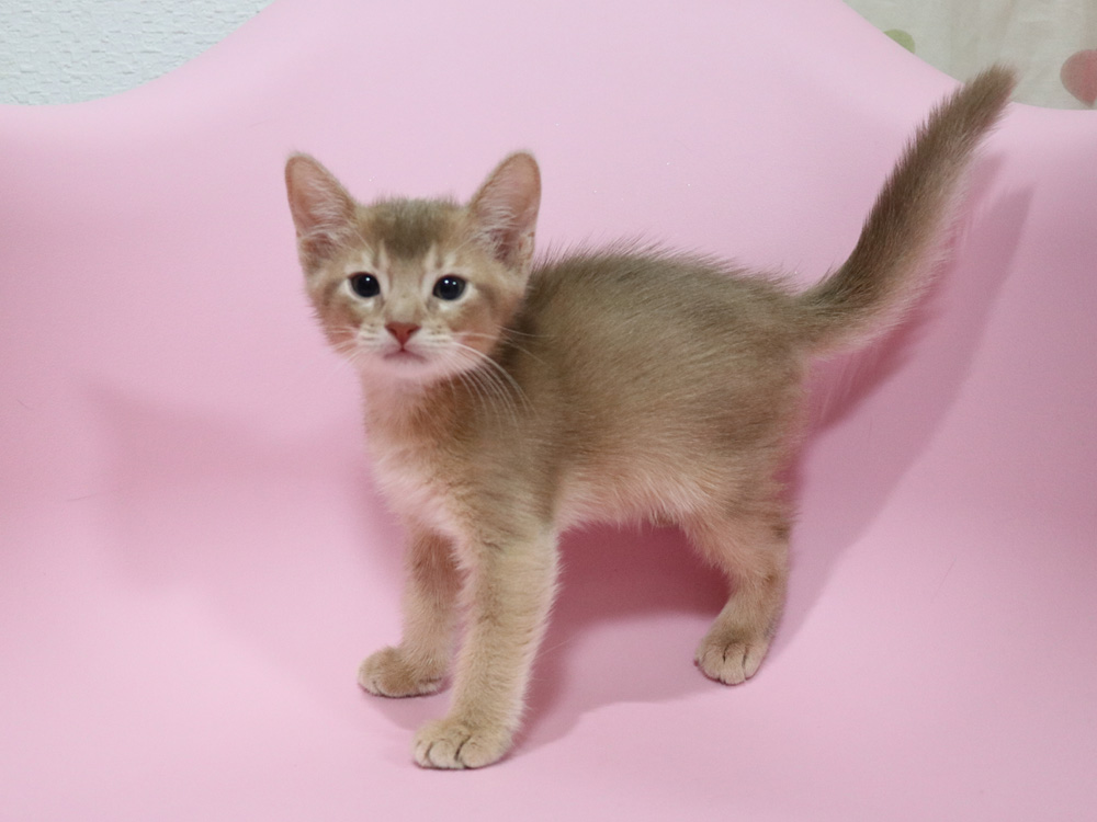 アビシニアンの子猫画像