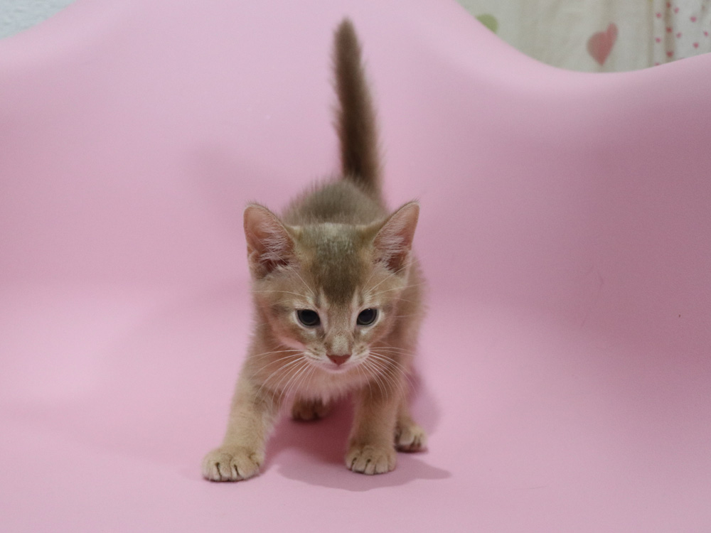 アビシニアンの子猫画像