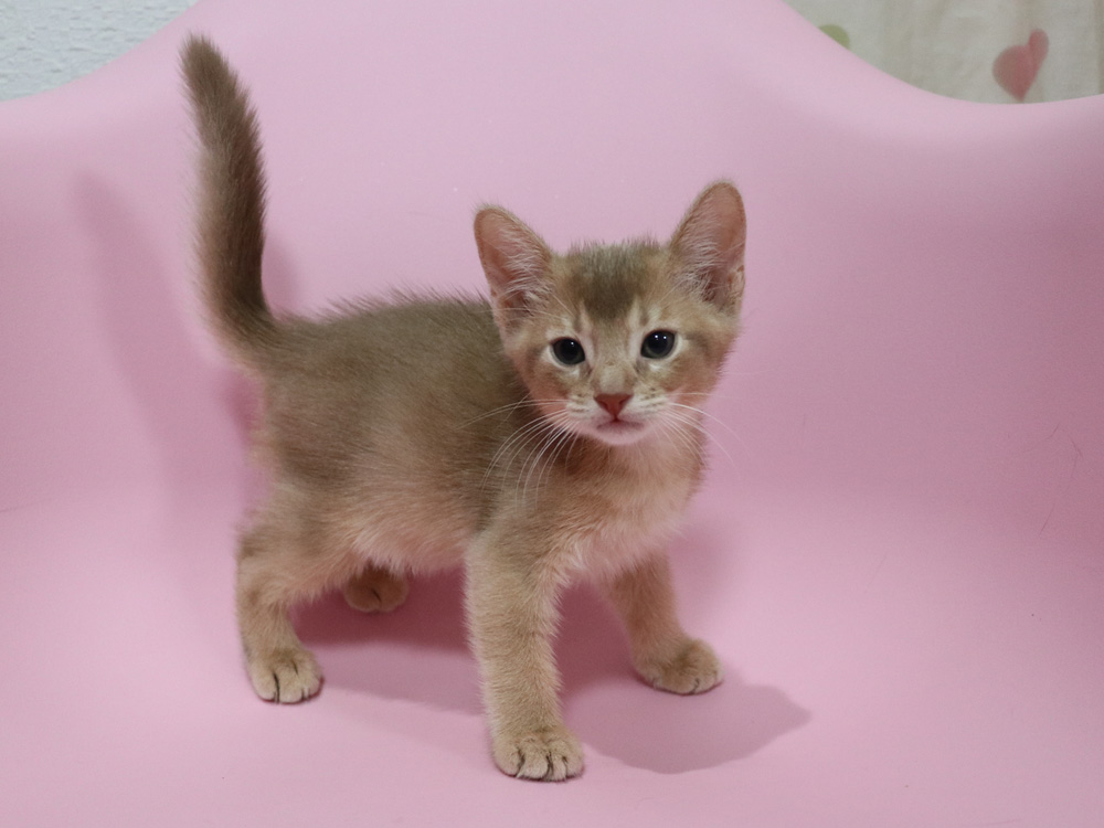 アビシニアンの子猫画像