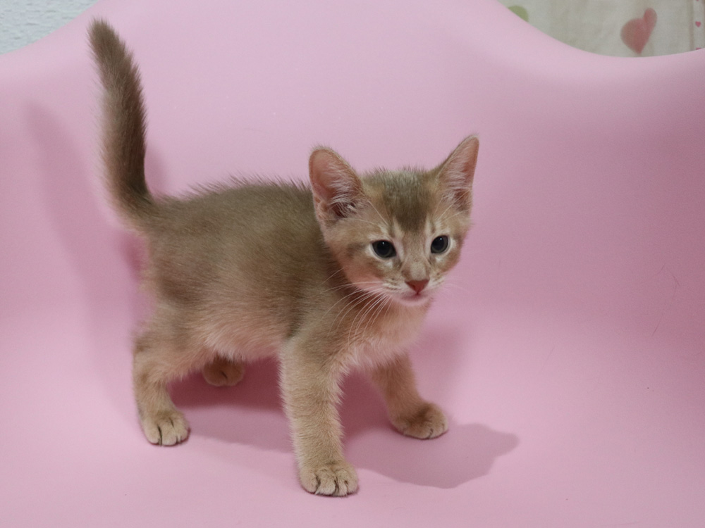 アビシニアンの子猫画像