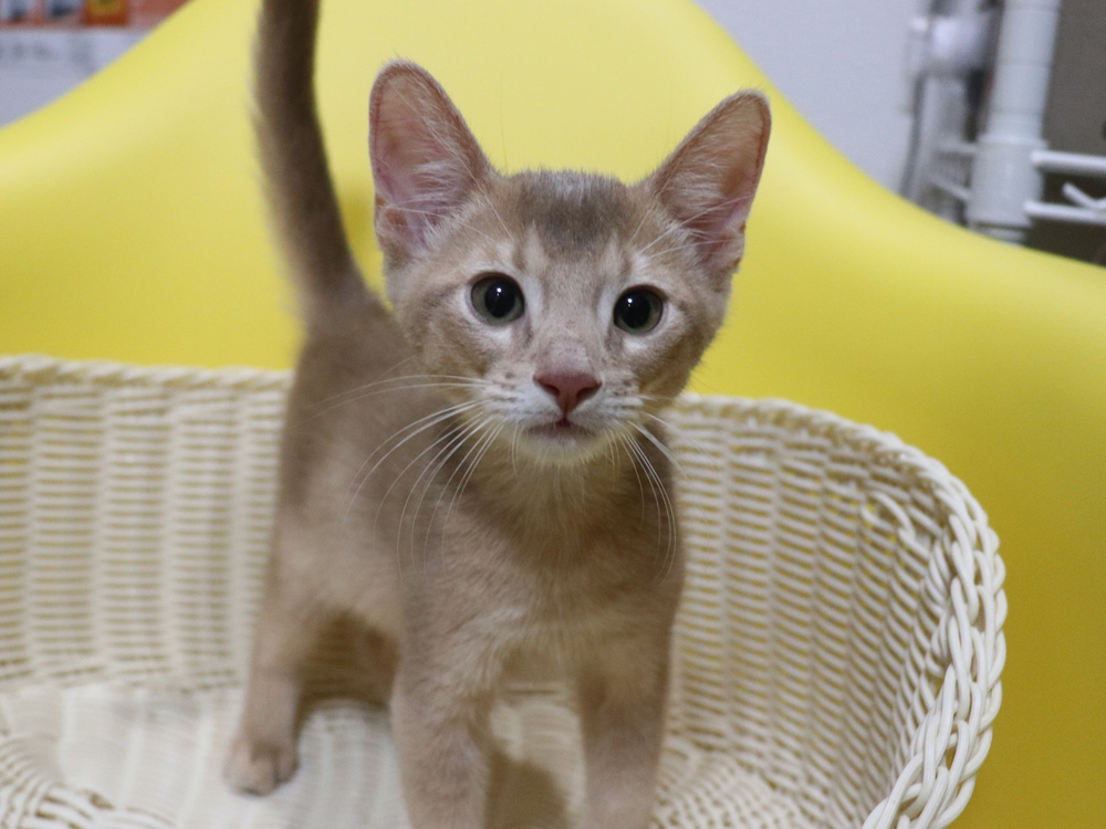 アビシニアンの子猫画像