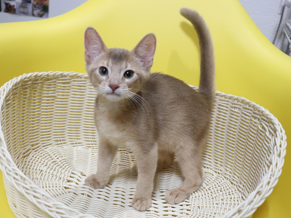 アビシニアンの子猫画像