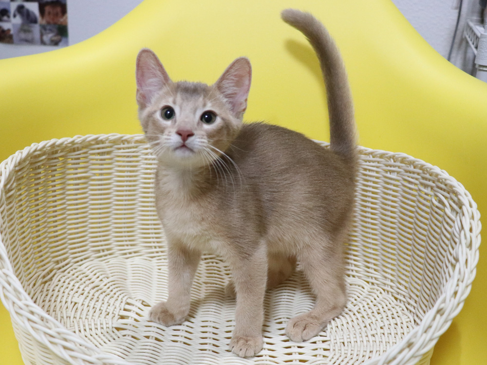 アビシニアンの子猫画像