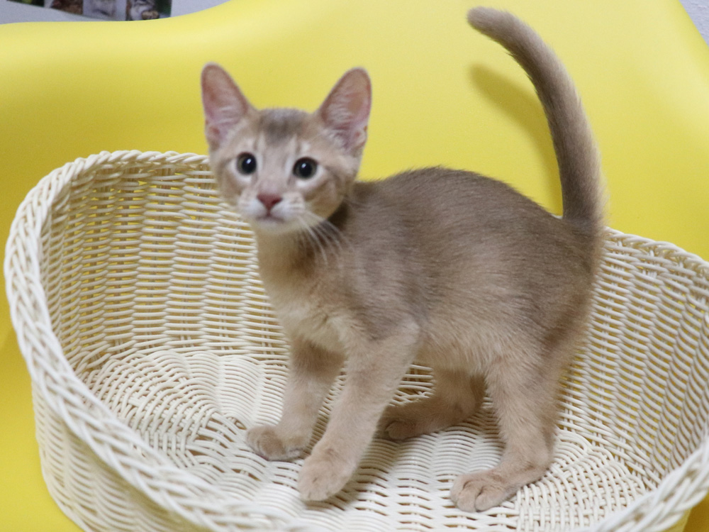 アビシニアンの子猫画像