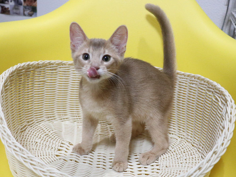 アビシニアンの子猫画像