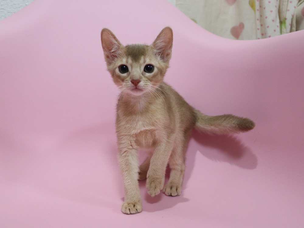 アビシニアンの子猫画像