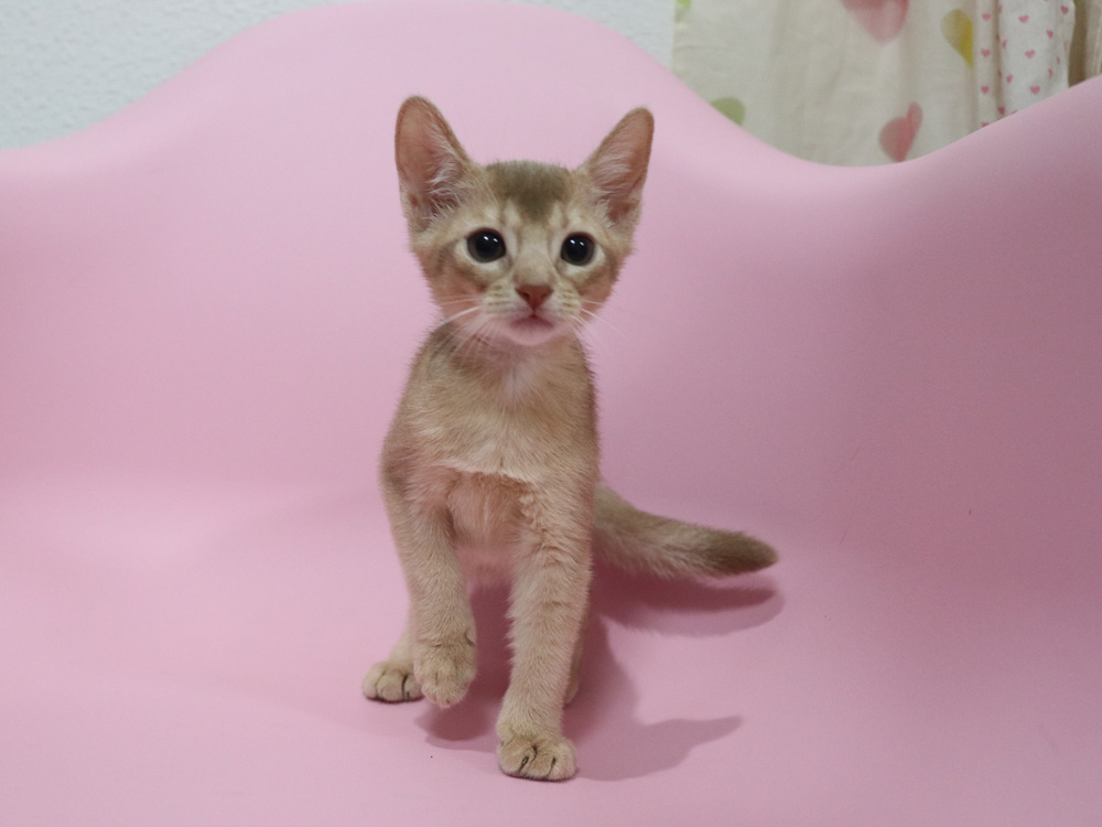 アビシニアンの子猫画像