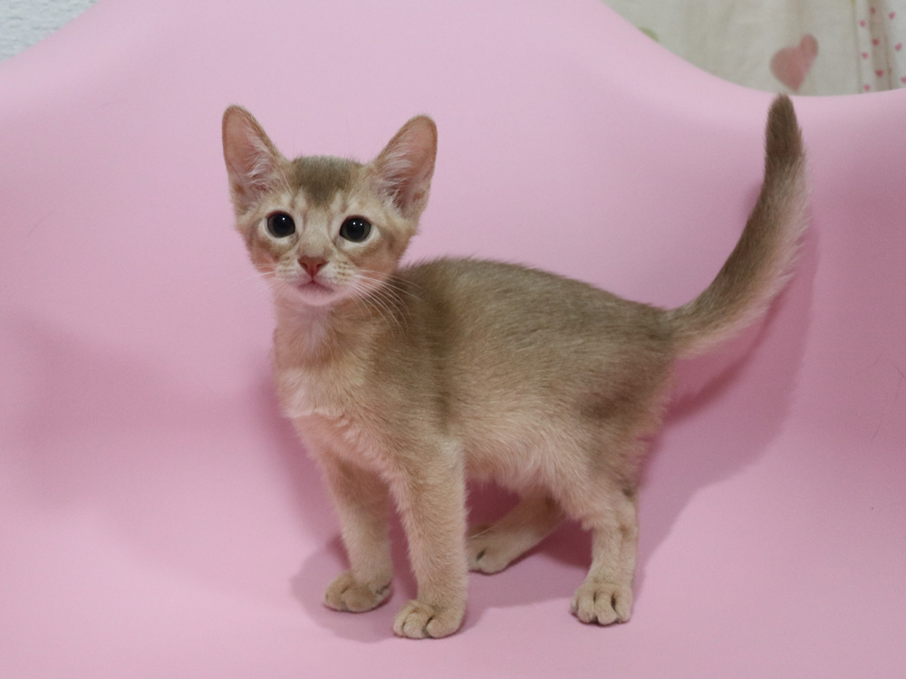 アビシニアンの子猫画像
