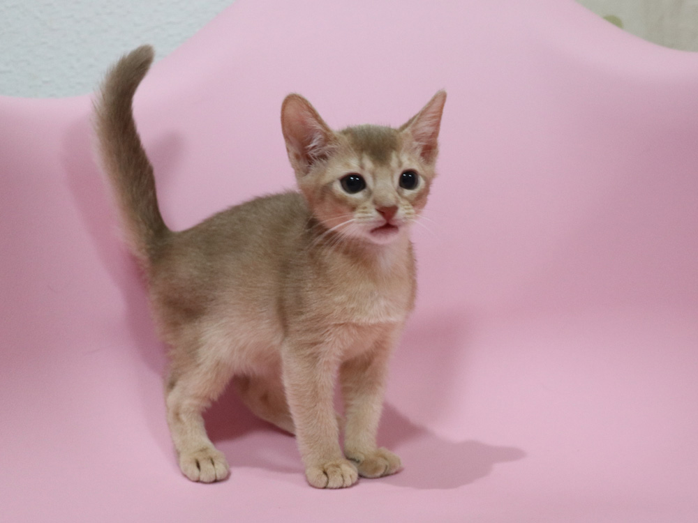 アビシニアンの子猫画像