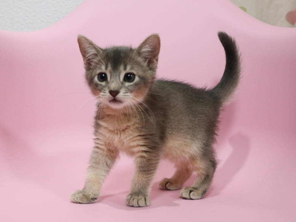 アビシニアンの子猫画像
