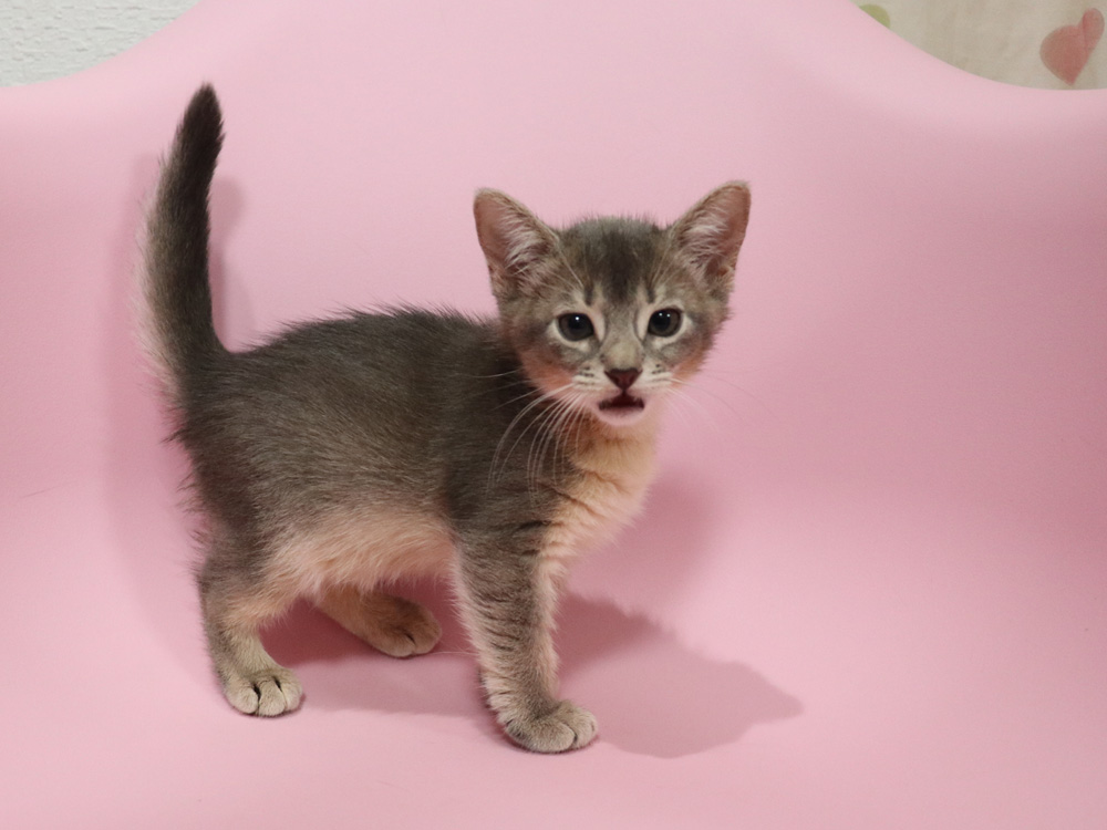 アビシニアンの子猫画像