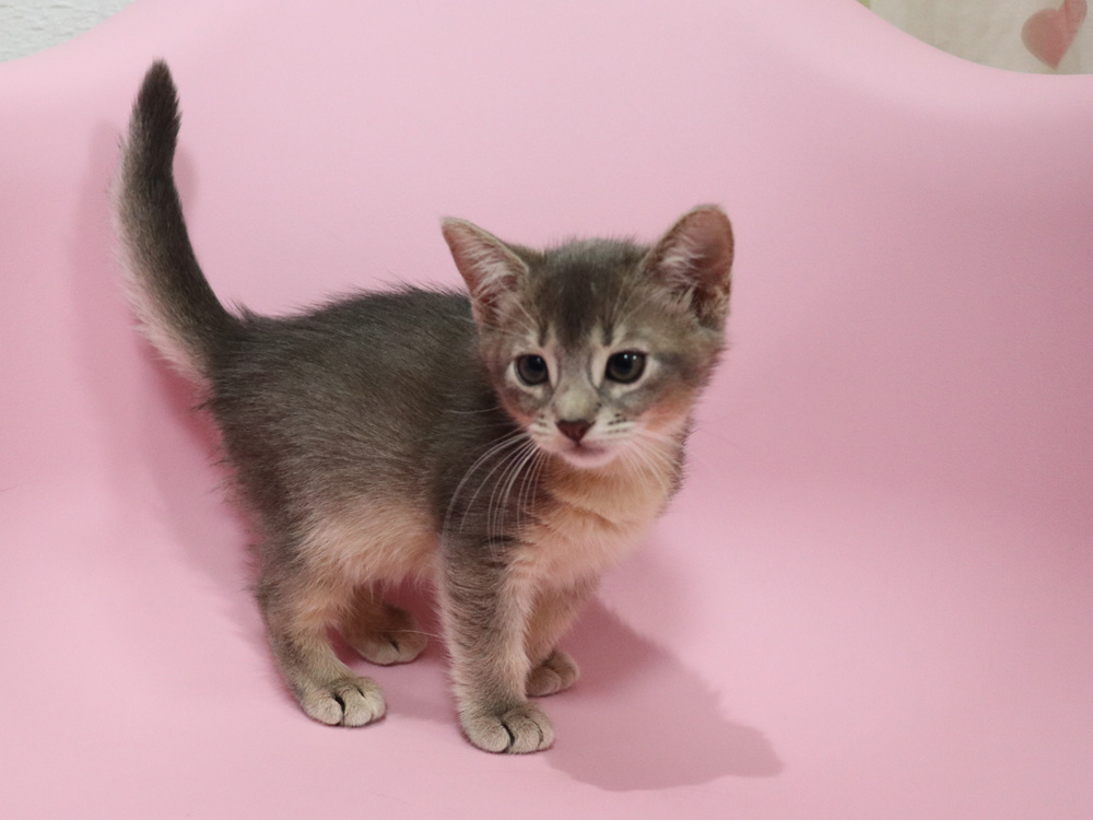 アビシニアンの子猫画像