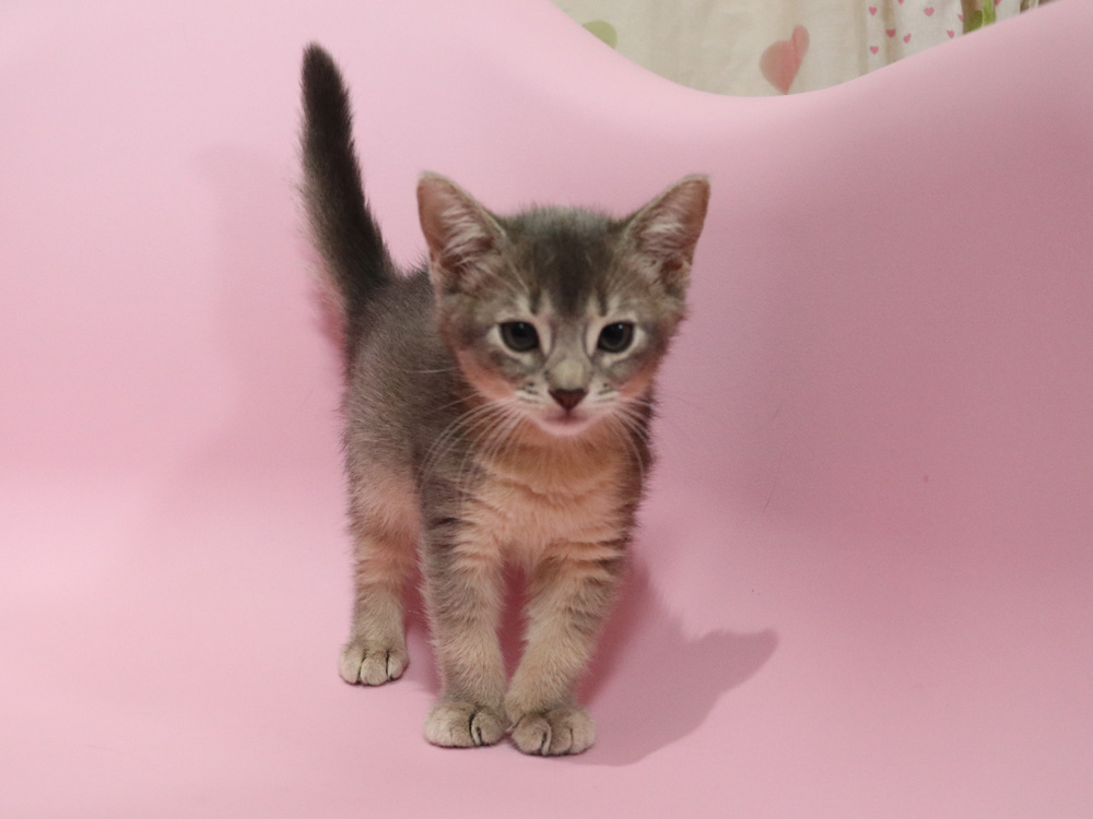 アビシニアンの子猫画像
