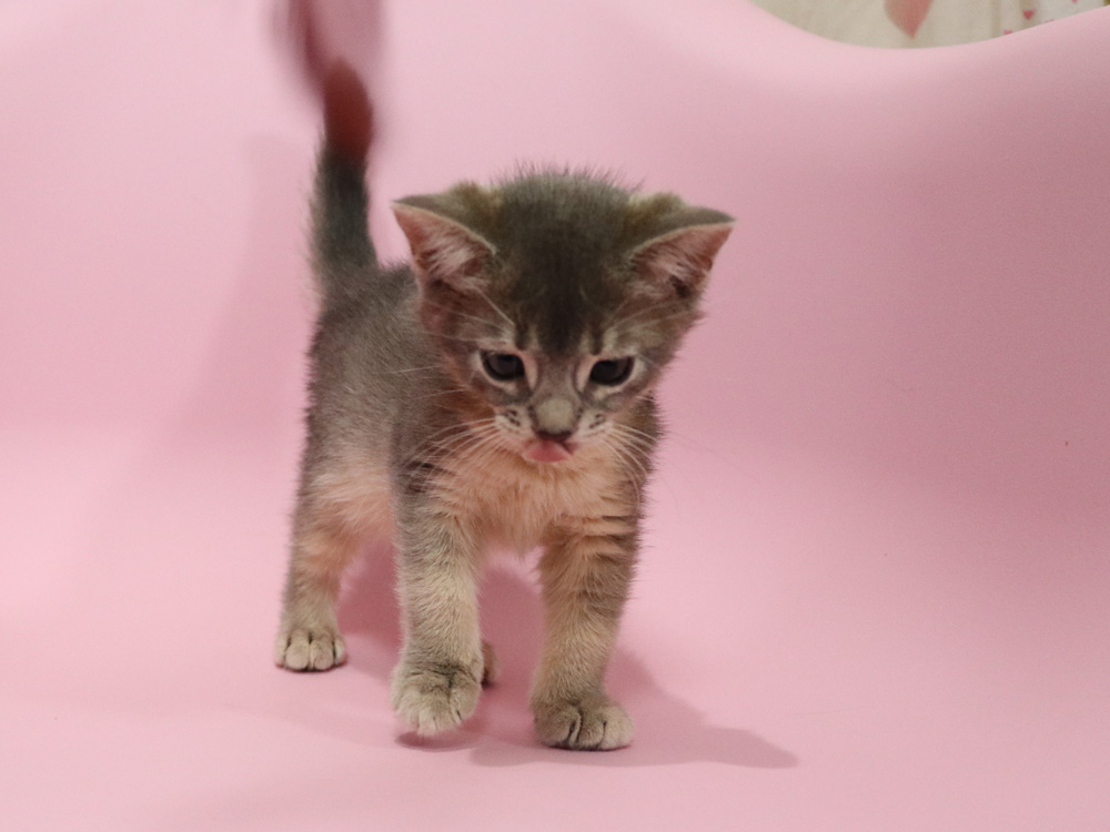 アビシニアンの子猫画像