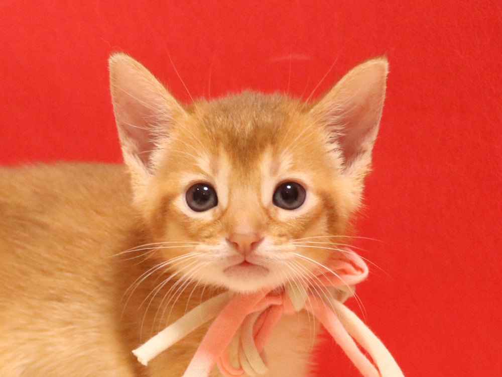 アビシニアンの子猫画像