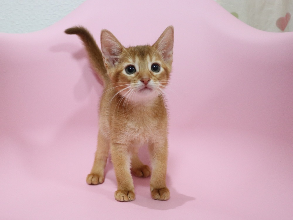 アビシニアンの子猫画像
