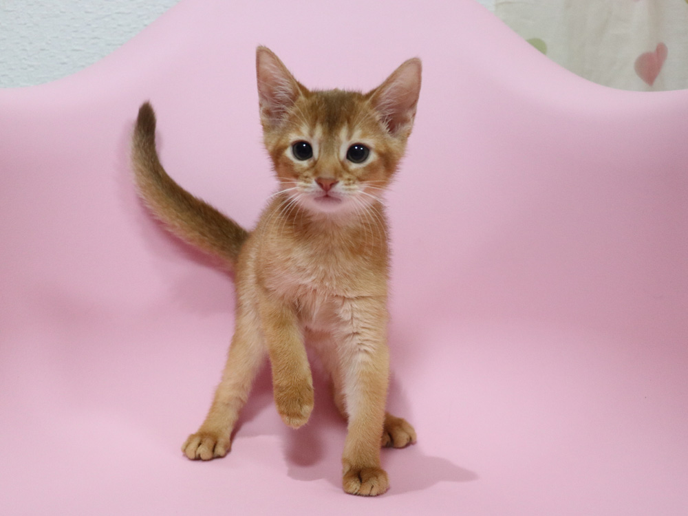 アビシニアンの子猫画像