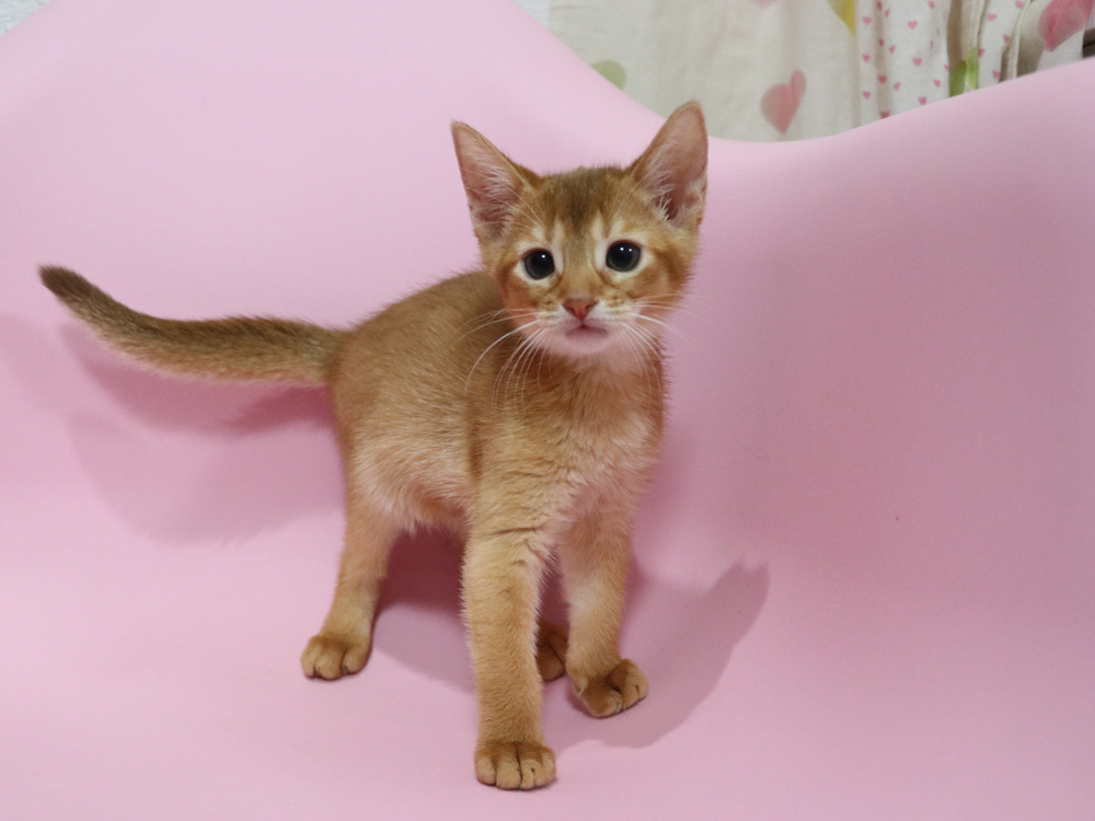 アビシニアンの子猫画像