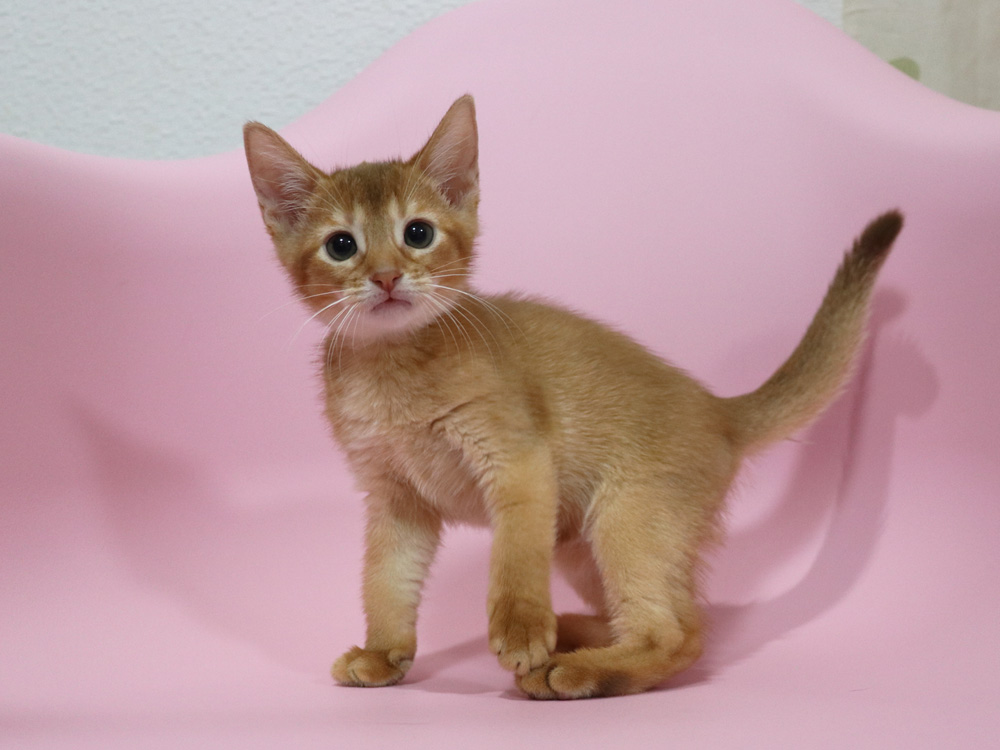 アビシニアンの子猫画像