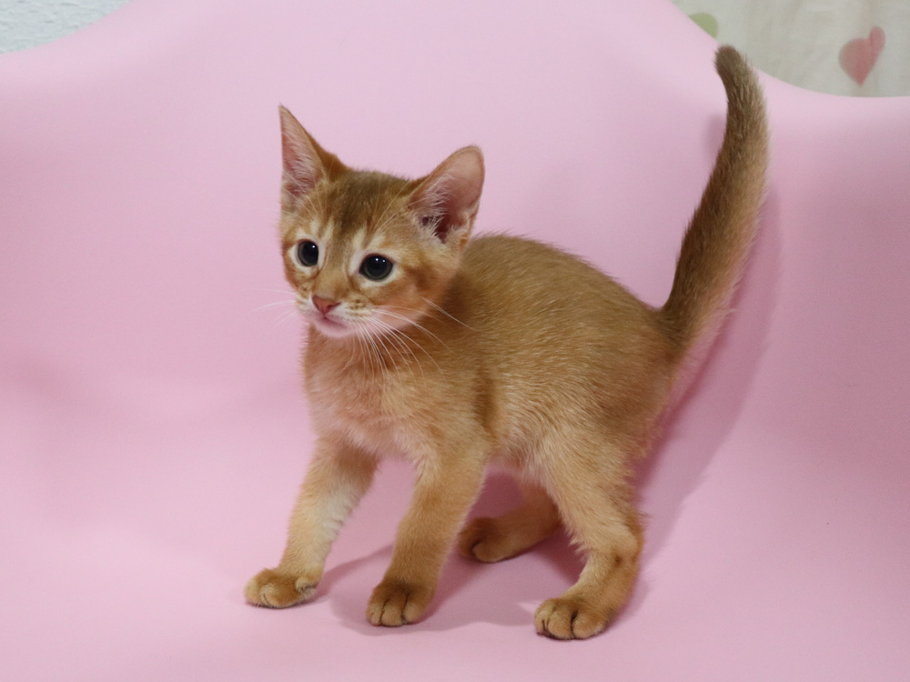 アビシニアンの子猫画像