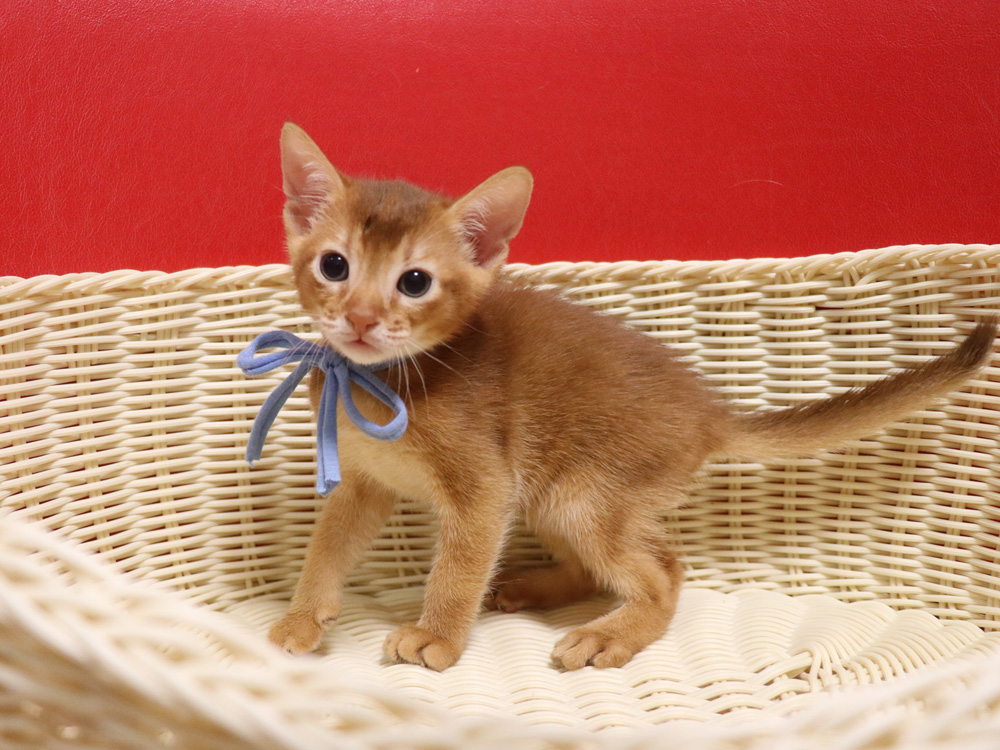 アビシニアンの子猫画像