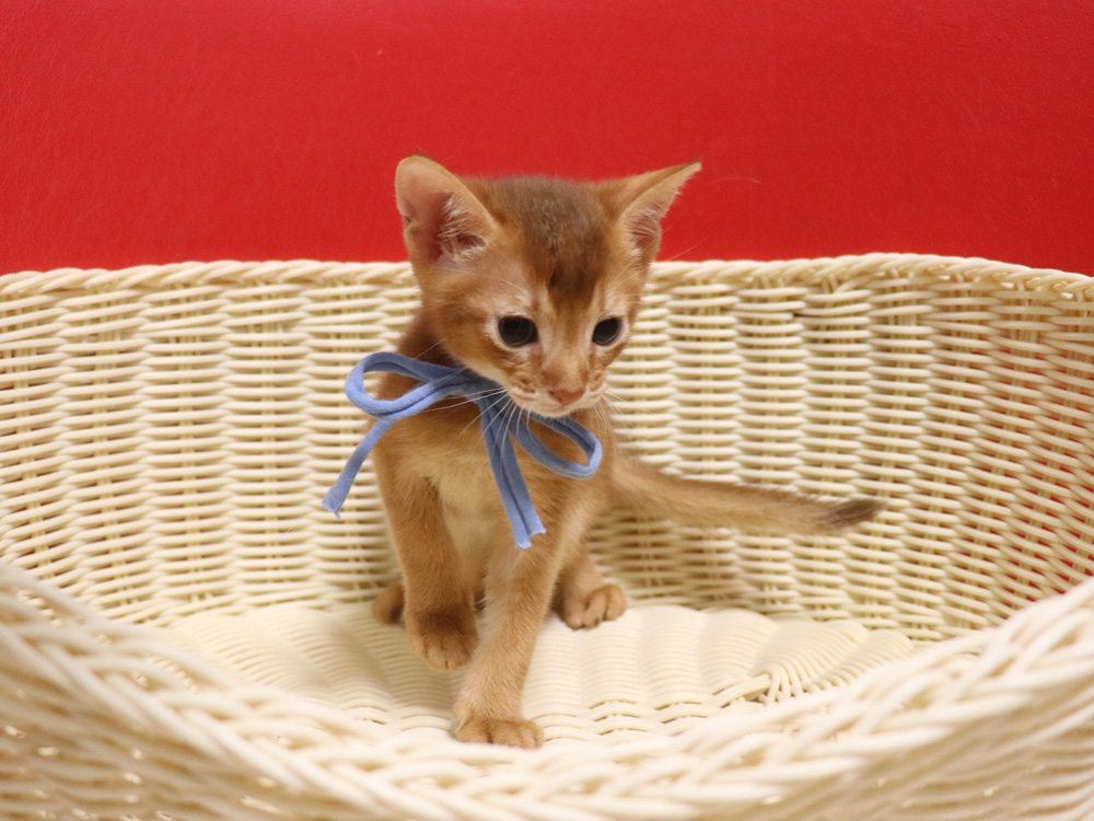 アビシニアンの子猫画像