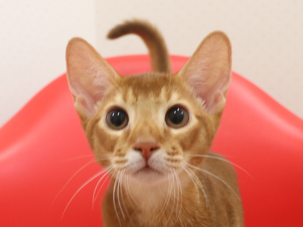 アビシニアンの子猫画像