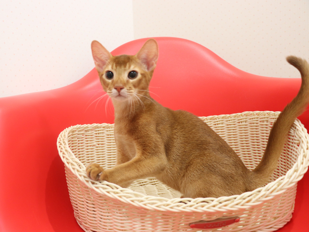 アビシニアンの子猫画像