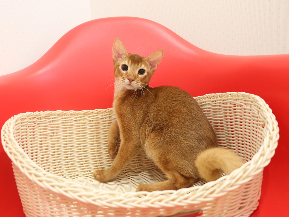 アビシニアンの子猫画像