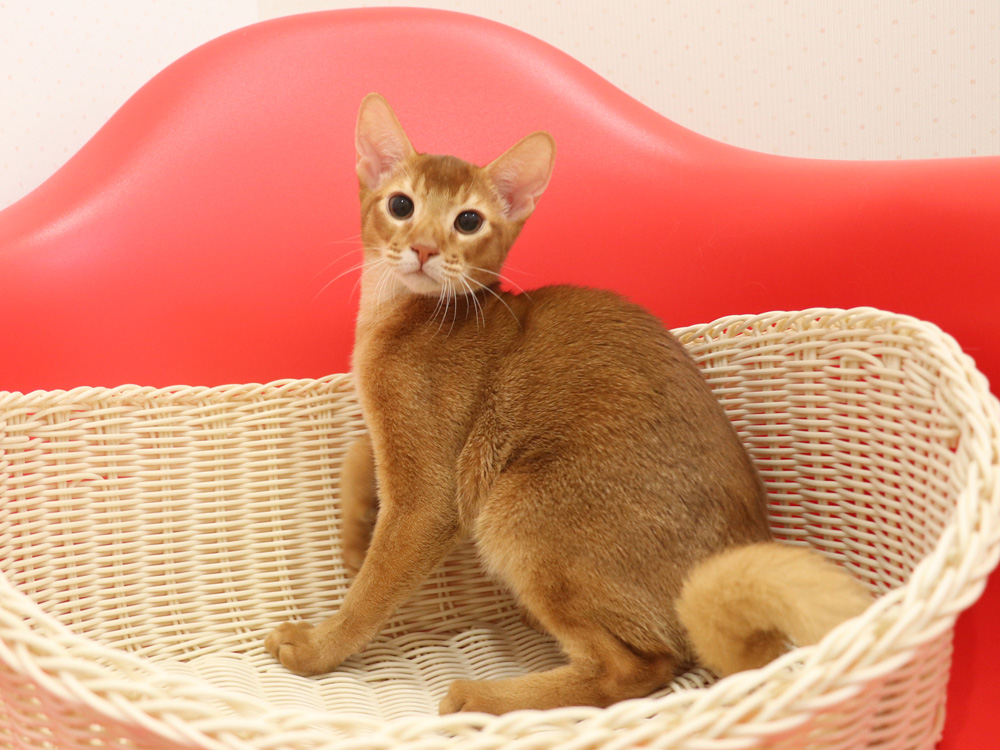 アビシニアンの子猫画像