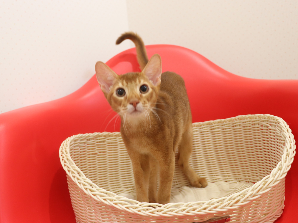 アビシニアンの子猫画像