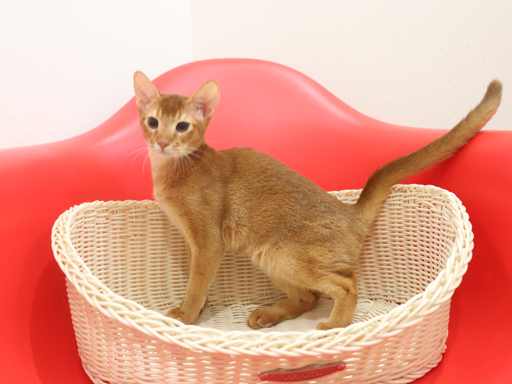 アビシニアンの子猫画像