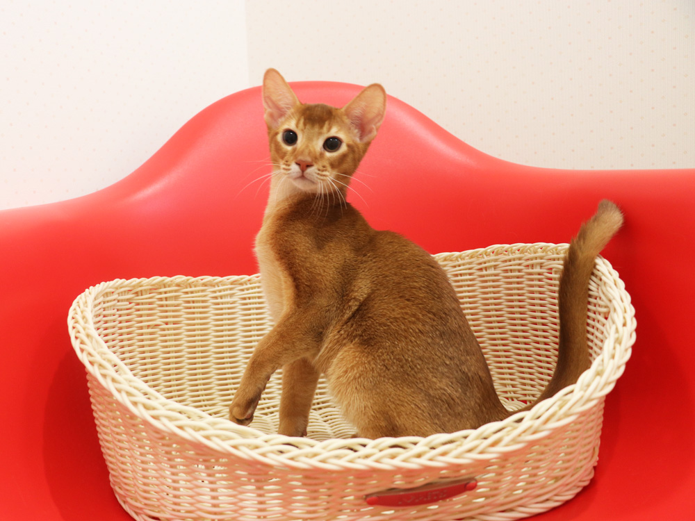 アビシニアンの子猫画像