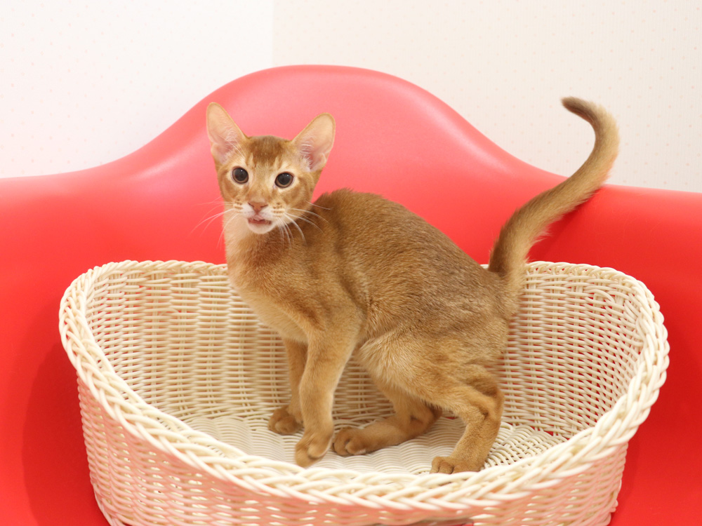 アビシニアンの子猫画像