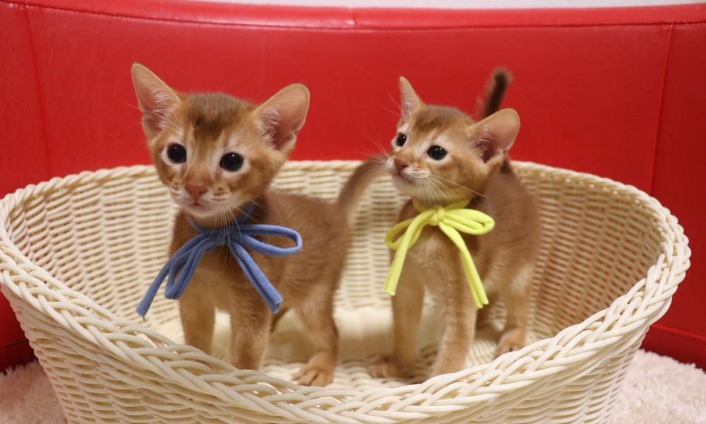 アビシニアンの子猫画像