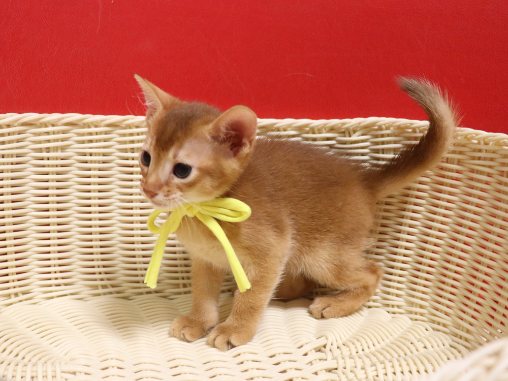 アビシニアンの子猫画像