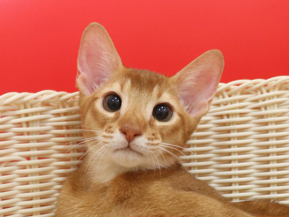 アビシニアンの子猫画像
