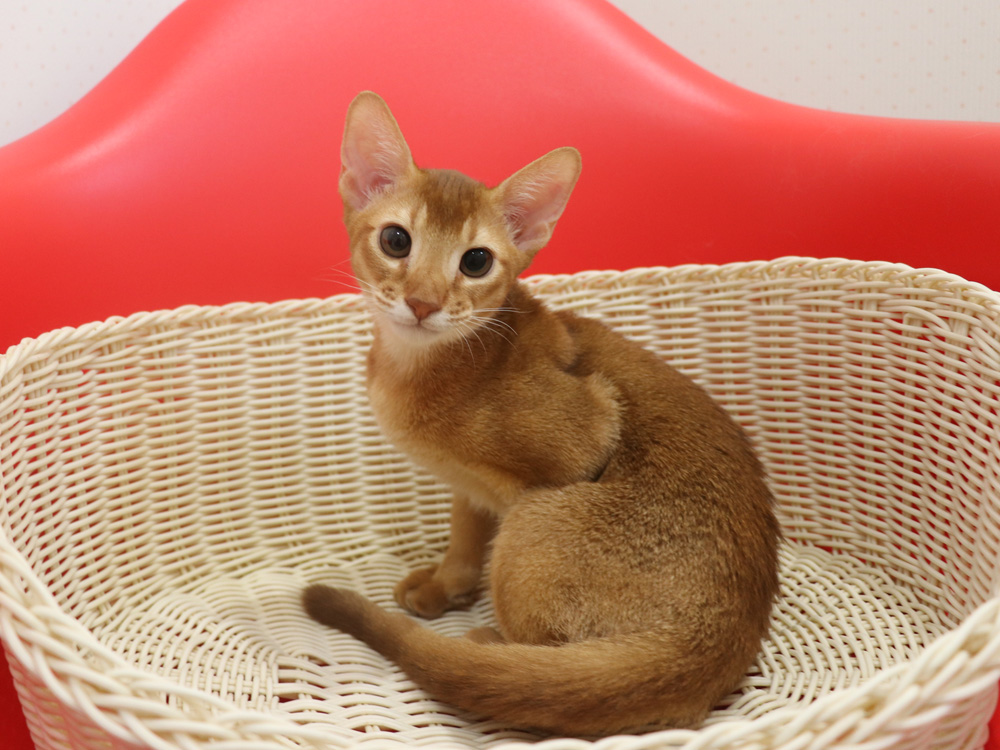 アビシニアンの子猫画像