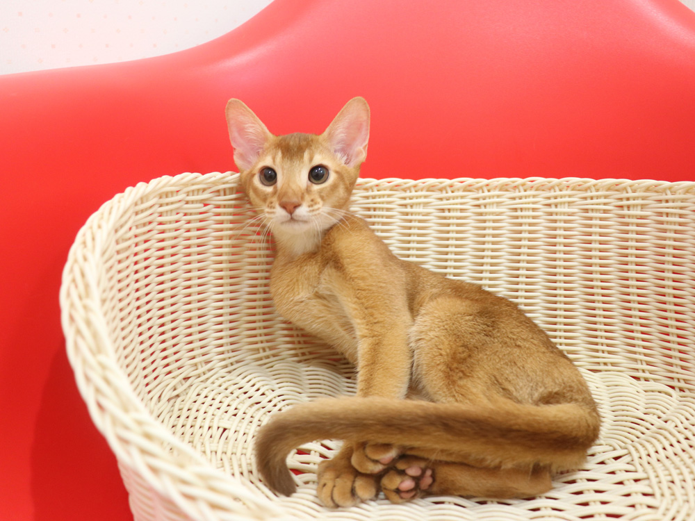 アビシニアンの子猫画像