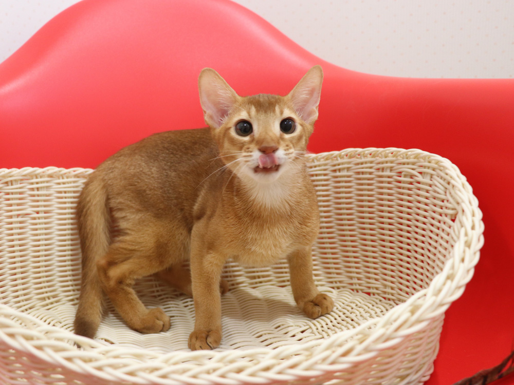 アビシニアンの子猫画像