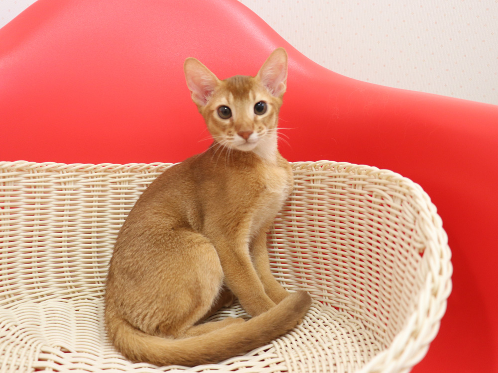 アビシニアンの子猫画像