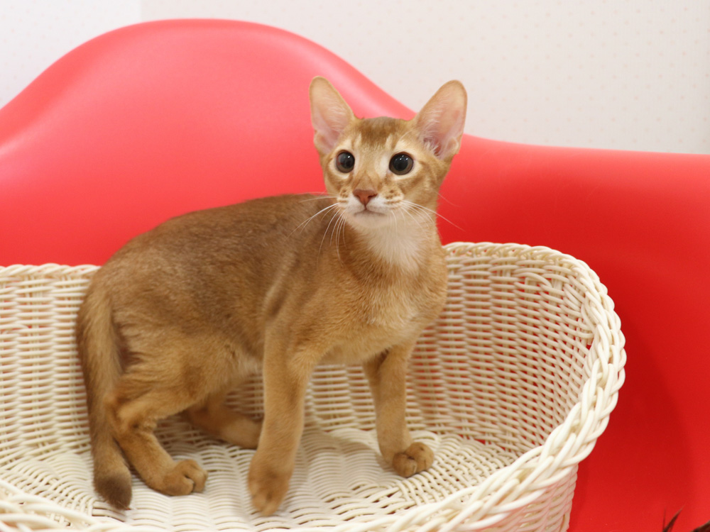 アビシニアンの子猫画像