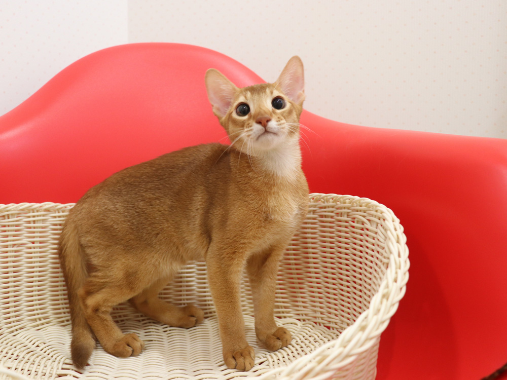 アビシニアンの子猫画像